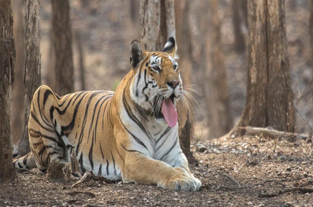 pench national park madhya pradesh