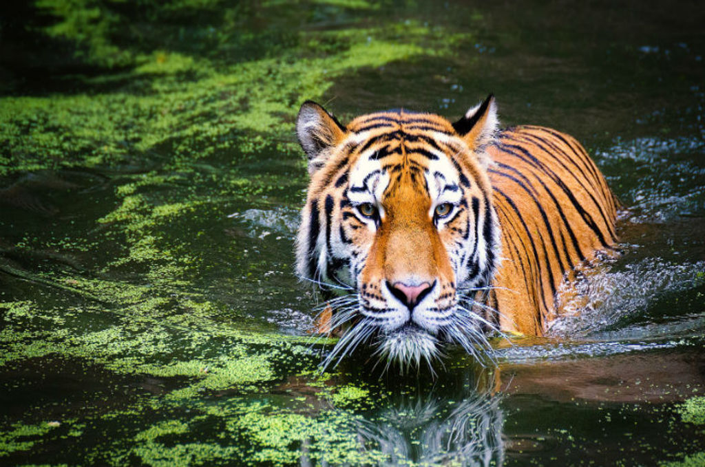 ranthambore national park